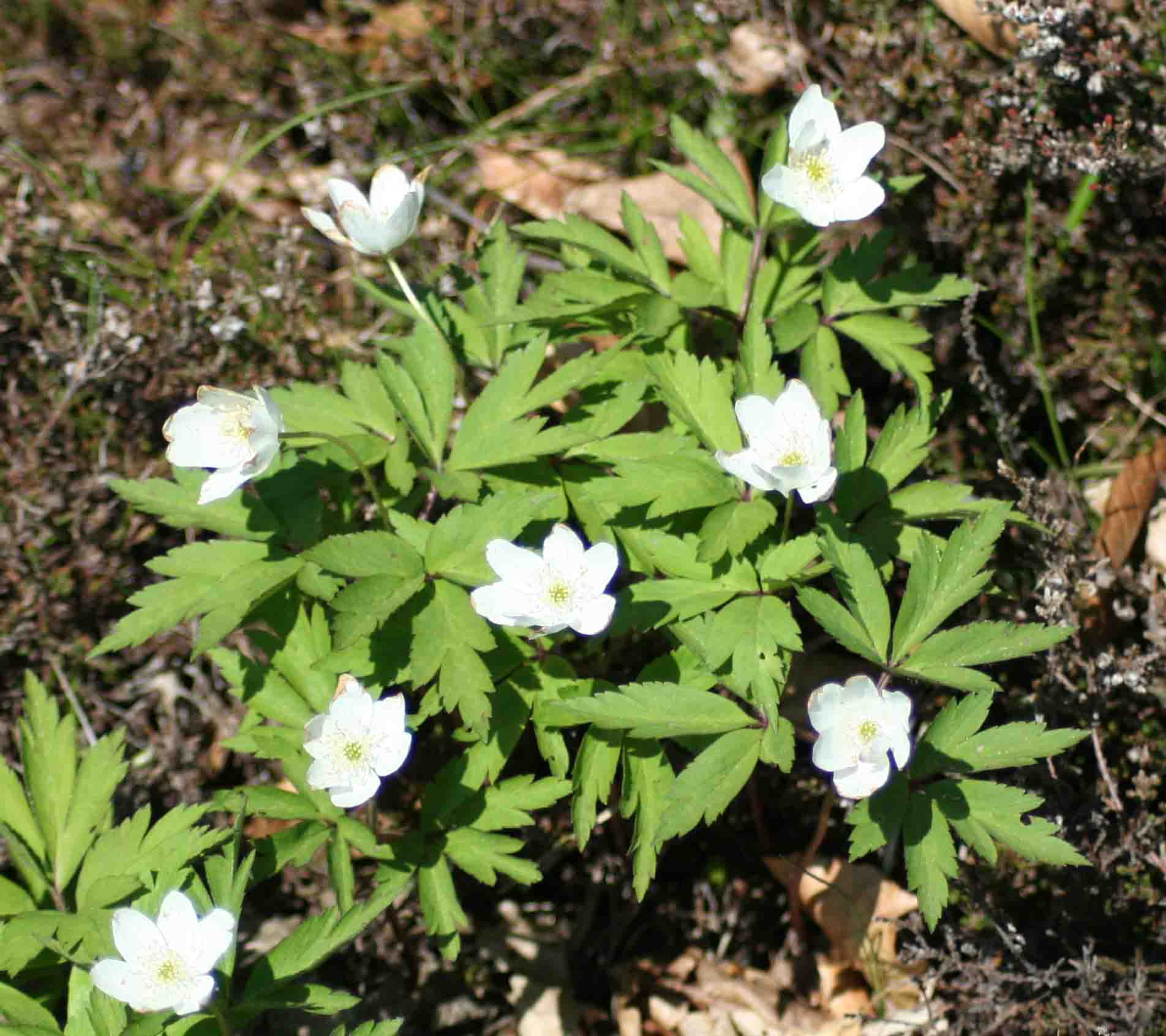 Appennino tosco emilino - Anemone nemorosa